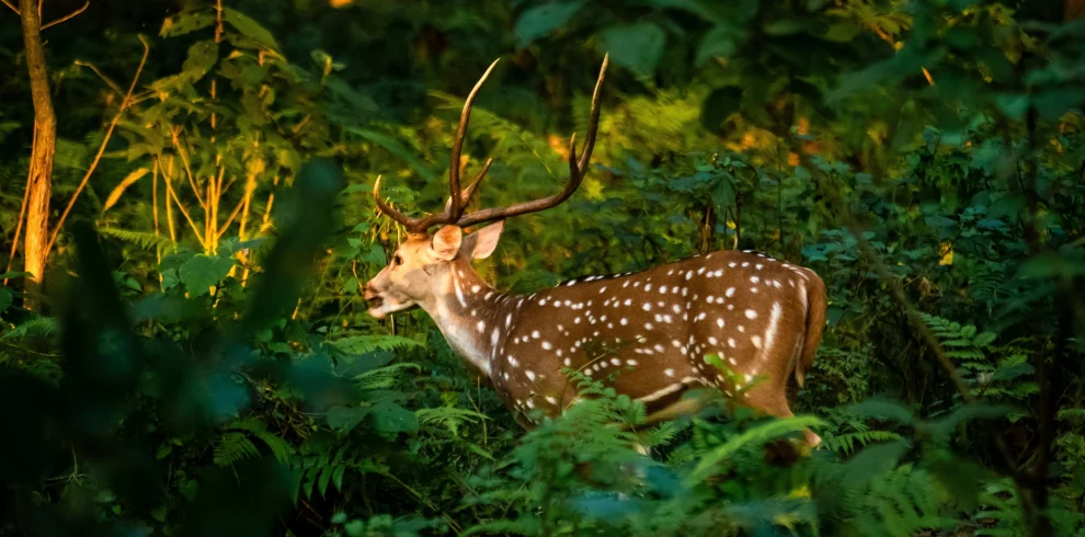 Chitwan National Park5