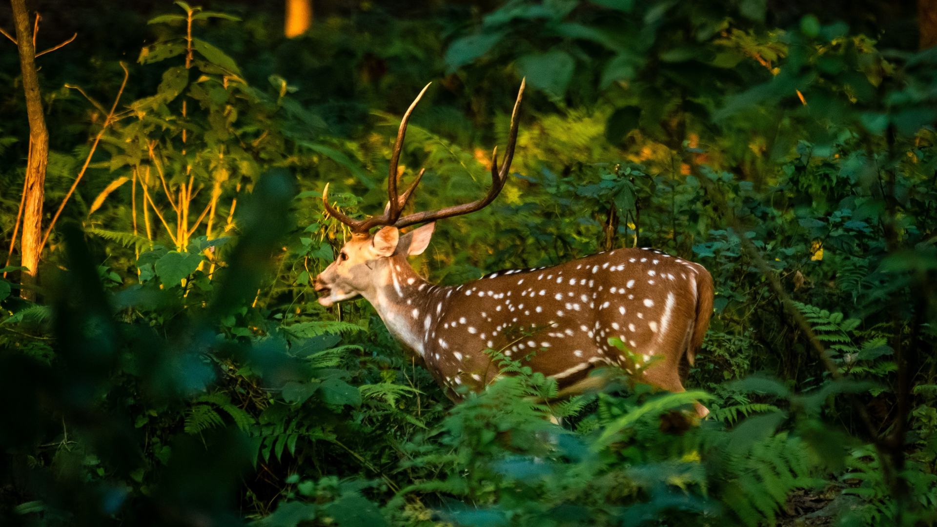 Chitwan National Park5